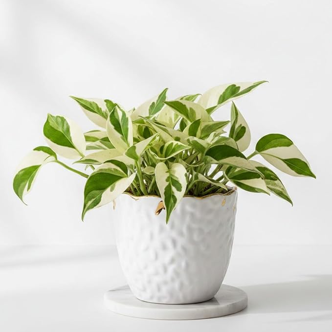 2 Rare White Pattern Pothos Plant, Variegated Plant Live for Indoor, 3 Inches Pot