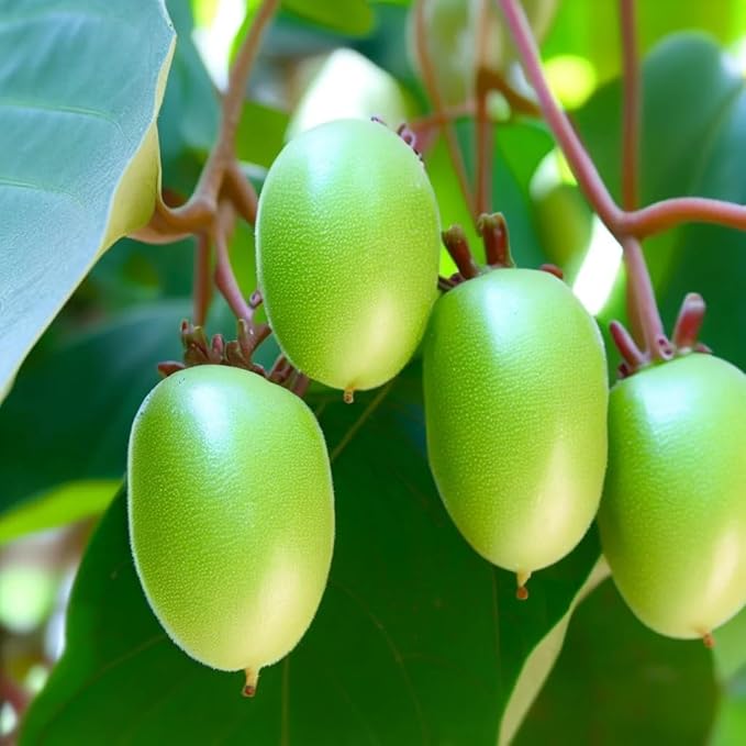Actinidia arguta (Bower Actinidia, Hardy Kiwi, Kiwi Berry, Tara Vine) Fruit Seeds, Fruit with Sweet and Slightly Tart Flavor, Seeds by MySeeds.Co, You Choose The Amount (0.5 oz)