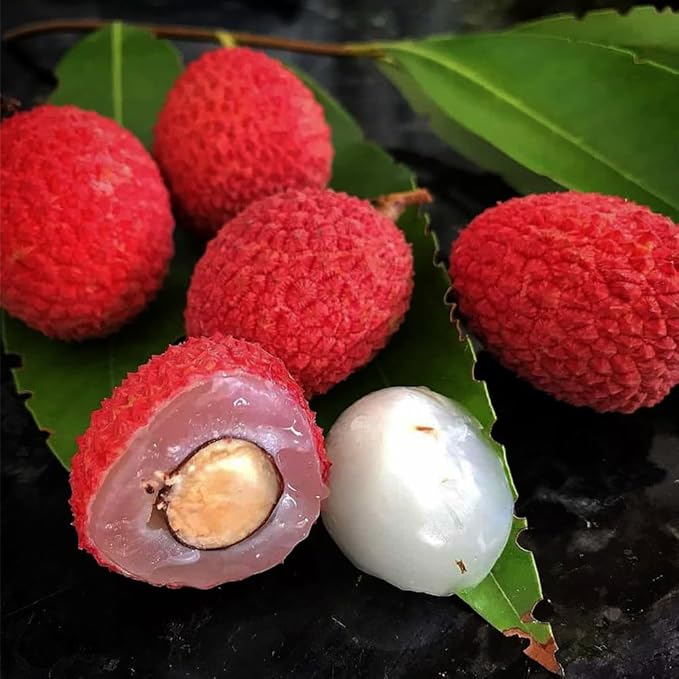 15+ Tropical Fruit Litchi Seed for Planting Outdoors-Fresh Organic Lychee Seed Non-GMO Heirloom for Home Outdoor Garden