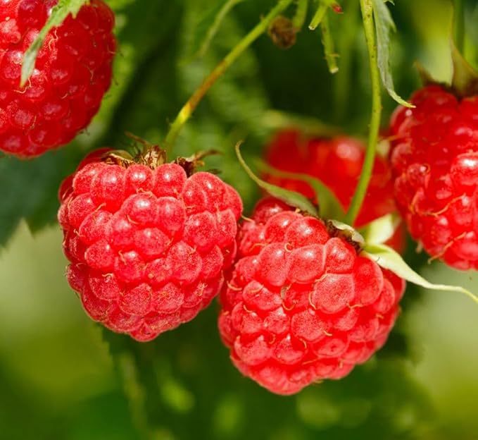 100+ Red Raspberry Seeds: Grow Delicious Heirloom Berries (Non-GMO)