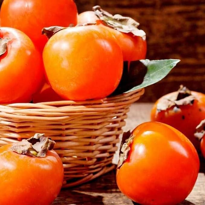 30+ Organic Fuyu Persimmon Seeds for Planting Outdoors,Diospyros Seeds Non-GMO Heirloom,Cold Hardy Fruit Tree Seed High Germination for Home Outdoor Garden