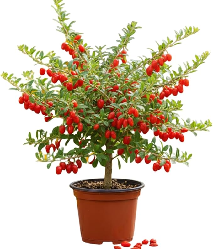 Red Goji Berry Plants Live, Goji Berry Tree Live Plant, 4 Inc Potted, Sweet Fruit Tree Gardening Outdoor