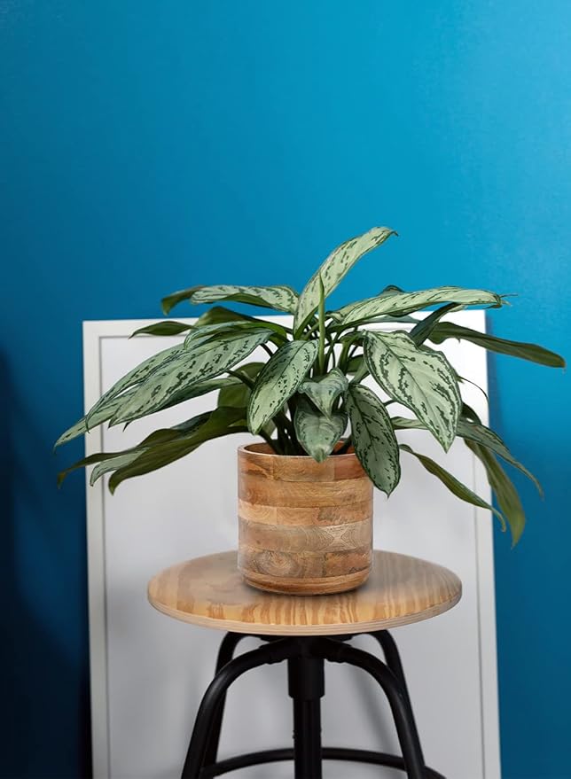 Serene Spaces Living Mango Wood Cachepot Set of 4, 9" Diameter & 8.5" Tall, Suitable for Indoor Potted Plants