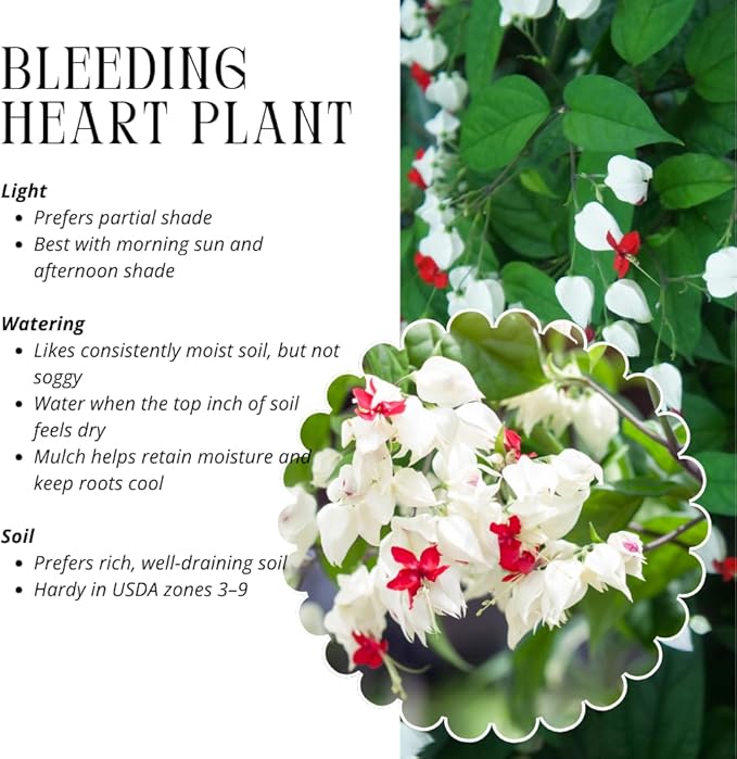 2 White Bleeding Heart Plants Live, Clerodendrum Perennial Shade Flower Plants, 4-6 Inch Tall Well-Rooted