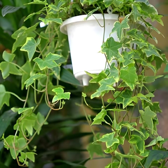 Gold Child Ivy Indoor Plant in 4 Inch Pot | Fast-Growing Live English Ivy Plant for Indoor Décor | Classic Gold Child English Ivy Houseplant for Hanging Pots & Indoor Landscaping