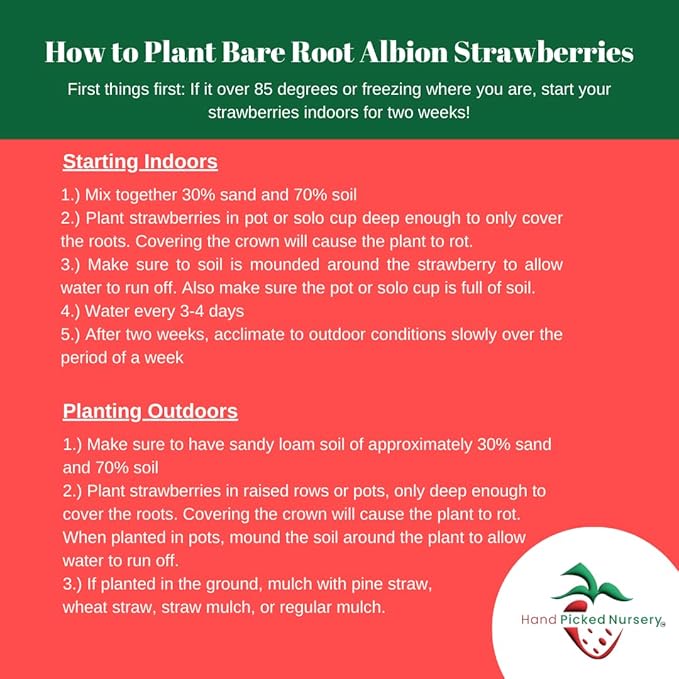 Albion Day Neutral Strawberry Plants - Large Berries and High Yields - Bare Root Strawberry Plants from Hand Picked Nursery (25)