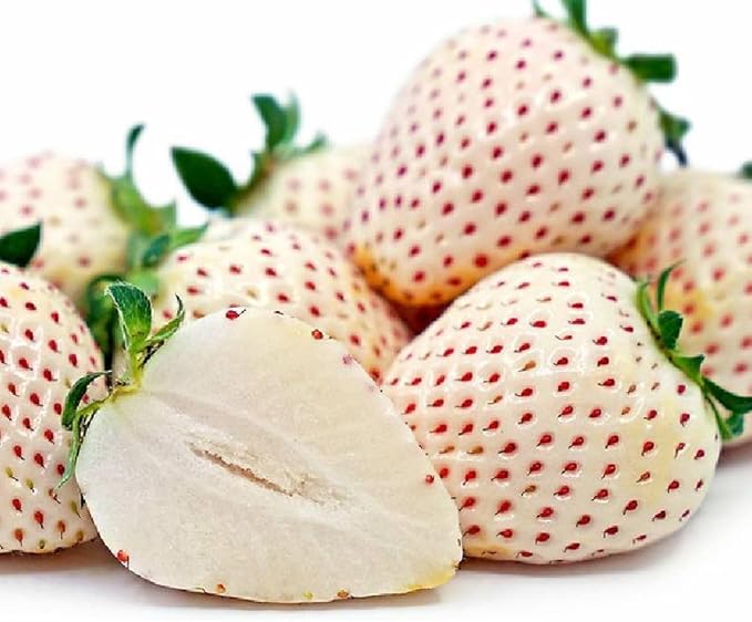 300+ White Alpine Strawberry Seeds: Heirloom, Sweet & Unique Wild Berries