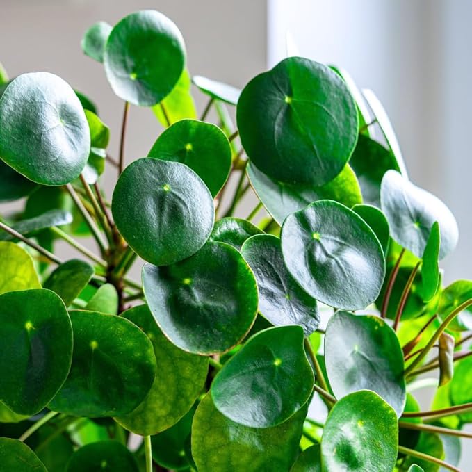 Money Plant Live, Pilea Peperomioides Plant Live, Houseplant, Money Plants for Home and Office Decoration, 2.5 Inches Pot