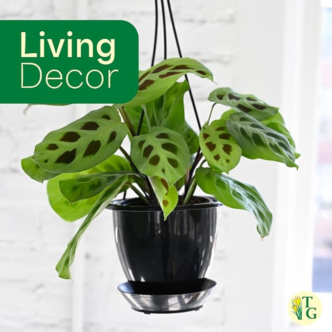 Thorsen's Greenhouse Green Prayer Plant, Live Indoor Plant, Pet Friendly, Uncommon Houseplant, Green Maranta, Easy to Grow, 4" Diameter Pot (Sage)