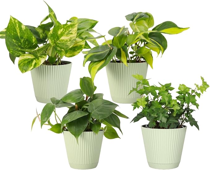 Thorsen's Greenhouse Live Trailing Houseplants (4 Pack), Vining Growth, Easy to Grow Indoor Plants, Grower's Choice Bundle, 4-inch Diameter Established Plants (Sage (4-Pack))