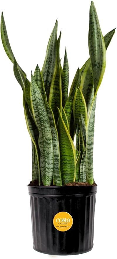 Costa Farms Snake Plant, Live Plant in Plastic Pot, Easy to Maintain, Air Purifying Large Indoor Succulent Houseplant, Assorted Variety, Home, Room, or Office Decor, House Warming Gift, 2-3 Feet Tall