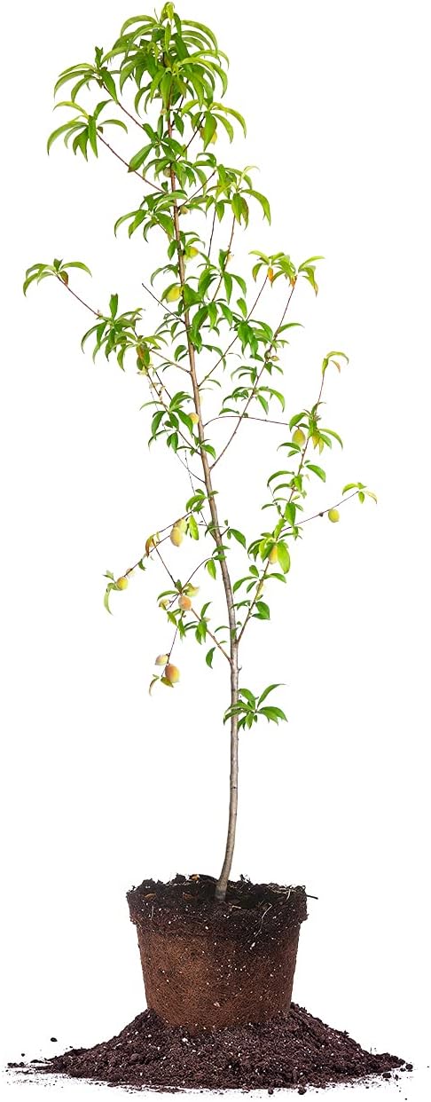 Perfect Plants Belle of Georgia White Peach Tree 4-5ft. Tall | Large Fruit | Heavy Producer | Self Fertile