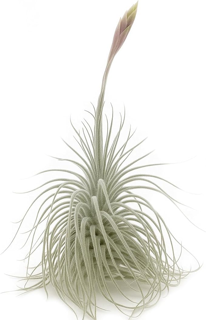 ragnaroc Live air Plant - Tillandsia Tectorum Air Plant 4-6" – 3ct – Unique Shape with Silvery Fuzz – Low Maintenance Houseplant – Perfect for Decor, Terrariums, Gifts - Live Arrival Guaranteed