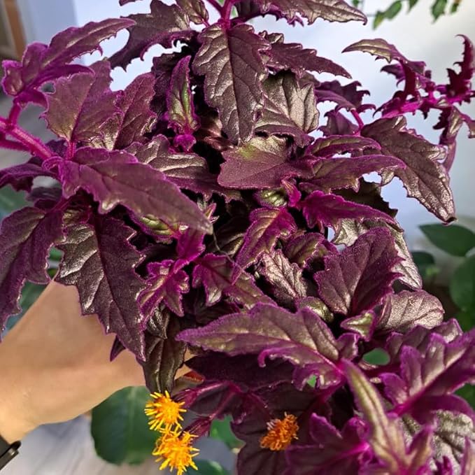 Purple Passion Plant Live Indoor Plant – 4 Inch Tall | Suitable for Home Décor & Gifts | Unique Purple Leaves, Beginner-Friendly & Compact Growth