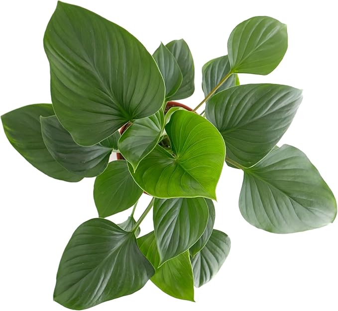 Shop Succulents Homelomena Emerald Gem, Live Indoor Plant, Low Maintenance Tropical Houseplant with Glossy Green Leaves, Ideal for Home Decor, Office, and Room Enhancement, 6 Inch Nursery Pot