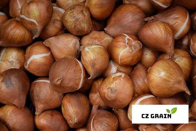 Bulk Yellow Daffodil Bulbs for Planting - Dutch Master Value Bag - Plant in Gardens, Borders & Flowerbeds - Bulb Size 10/12 cm - Easy to Grow Fall Flowers Bulbs (50 Bulbs)
