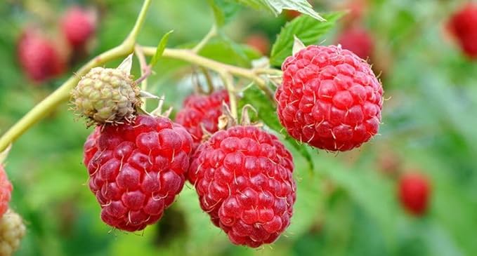 100+ Red Raspberry Seeds: Grow Delicious Heirloom Berries (Non-GMO)