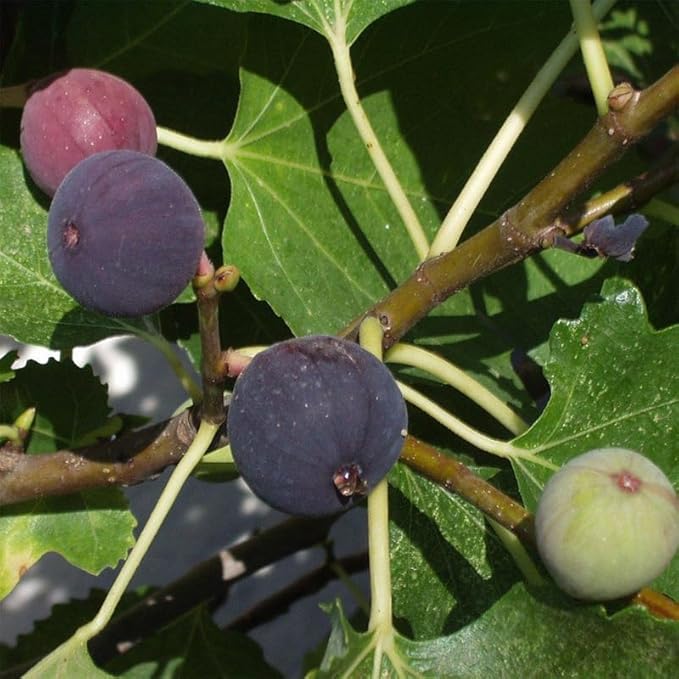 Violette de Bordeaux Fig Trees Live Plants – Set of 4 Starter Fig Plants – Compact, High-Yielding Variety with Rich, Sweet Fruit – Ideal for Containers and Small Gardens – Cold Hardy and Easy to Grow