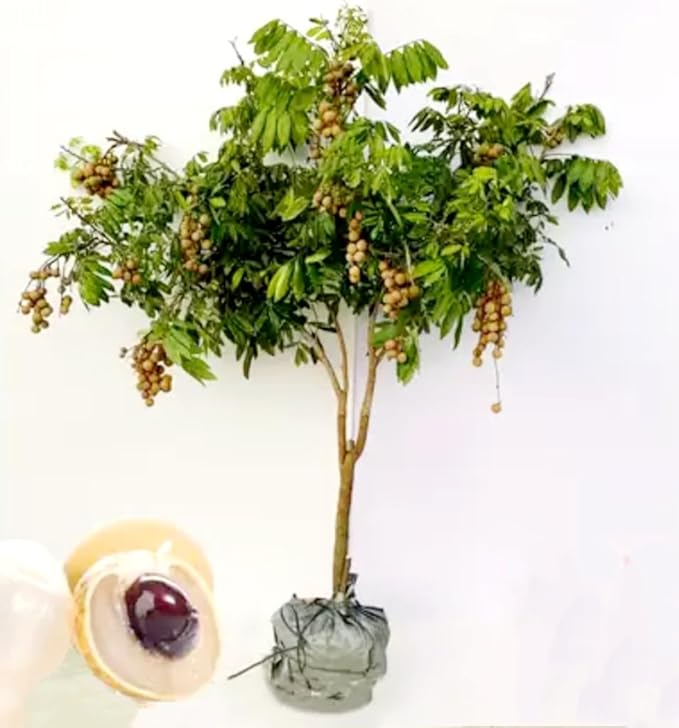 20 Longan Seeds Rare Dwarf Longan Sweet and Juicy Fruit Tree Bonsai