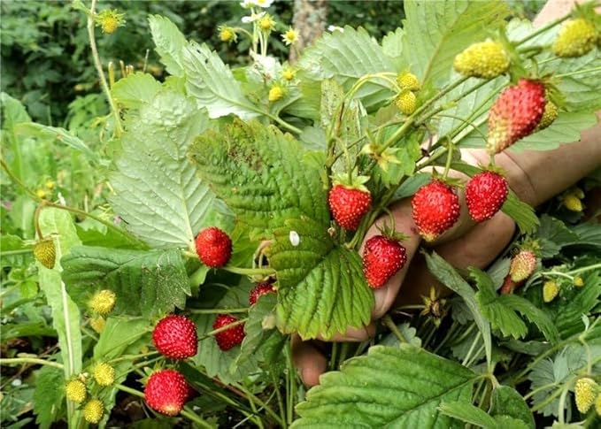 Seeds Alpine Strawberry Alexandria/Everbearing/All Year Round/Non GMO/Heirloom