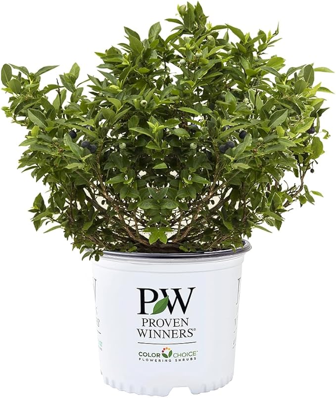 Proven Winners 2 Gal. Splendid! Blueberry Shrub