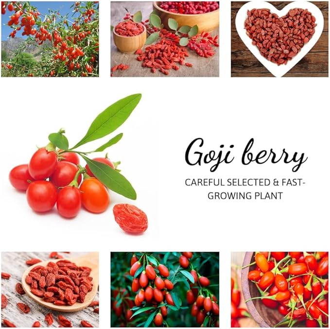 Live Goji Berry Plant Bush for Planting, Goji Berry Ready to Plant, 4 to 10 Inc Tall, Come No Pot, Goji Berries Tree Plant Live