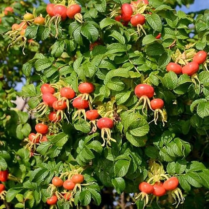Rosa Rugosa (Sand Rose, Hedgehog Rose, Wrinkled Rose, Rugosa Rose, Japanese Rose, Ramanas Rose) Shrub Seeds, Fragrant Flowers, Seeds by MySeeds.Co, You Choose The Amount (1 oz)