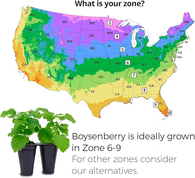 Berry Plant Boysenberry (4 Pack) | Grow Your own Food on Your Edible Organic Garden | Easy to Grow Plants | Edible Fruit Plant for Sustainable Living | Live for Planting |