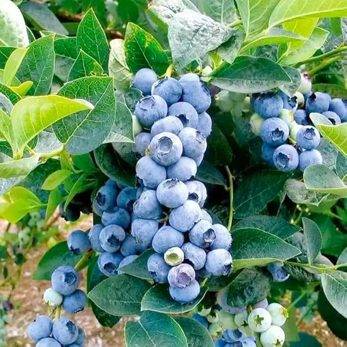 520+ Blueberry Seeds for Planting -Non GMO Seeds Plant in Home Garden-Sweet and Juicy
