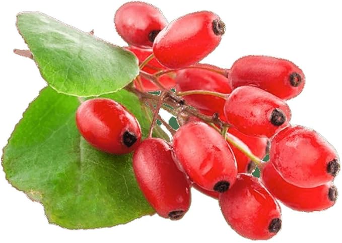 Goji Berry 50 Seeds - Lycium Chinense/Lycium Barbarum, Chinese Wolfberry Plant, Perennial Non GMO Super Fruit, Easy to Grow Goji Berries Seeds for Planting