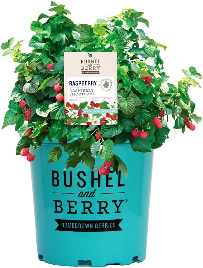 Bushel & Berry 2 Gal. Raspberry Shortcake Raspberry Shrub
