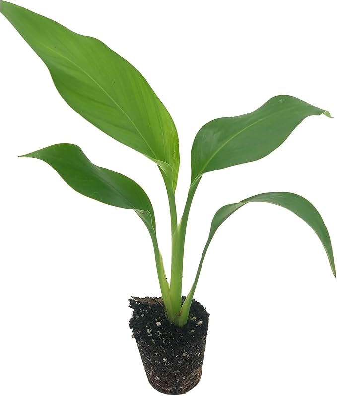 Live Orange & White Birds of Paradise Plant Variety - 'Birds of Paradise' Strelitzia nicolai - ragnaroc Tropical Plant 6-10” Tall - 2ct - Live Arrival Guaranteed - House Plants for Home Decor & Gift