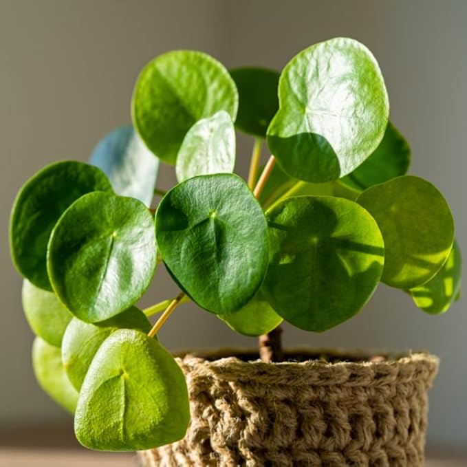 Money Plant Live, Pilea Peperomioides Plant Live, Houseplant, Money Plants for Home and Office Decoration, 2.5 Inches Pot