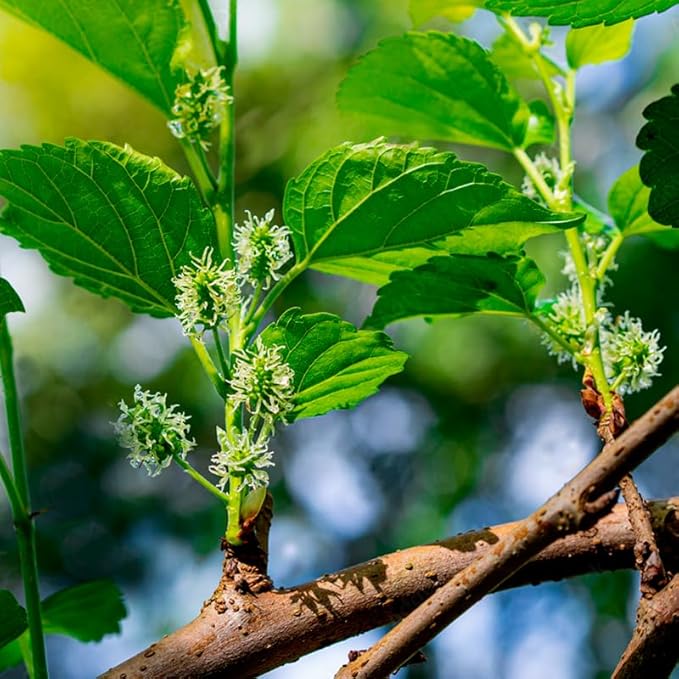 Mulberry Dwarf Everbearing Plant (4 Pack) | Real Live Fruit Plants for Sale| Easy to Grow Live Plants for Organic Gardens | Ideal for Home Gardens, Organic Landscaping, and Indoor or Outdoor Planting.