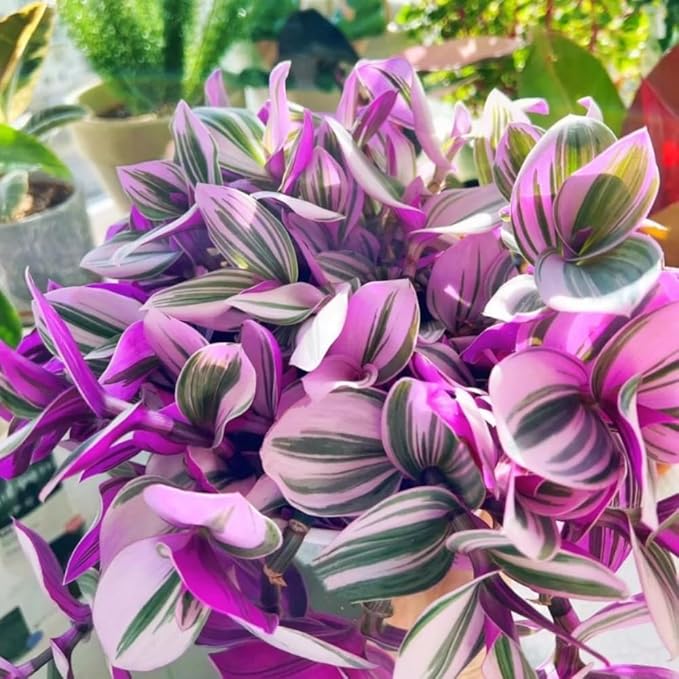 Pink Wandering Jew Live Plant in 2'' Pot, Tradescantia Nanouk Pink Wandering Jew Plants, Jew Plant Live, Live House Plants Indoor Plants, Succulent Plant, Vibrant Variegated Houseplant