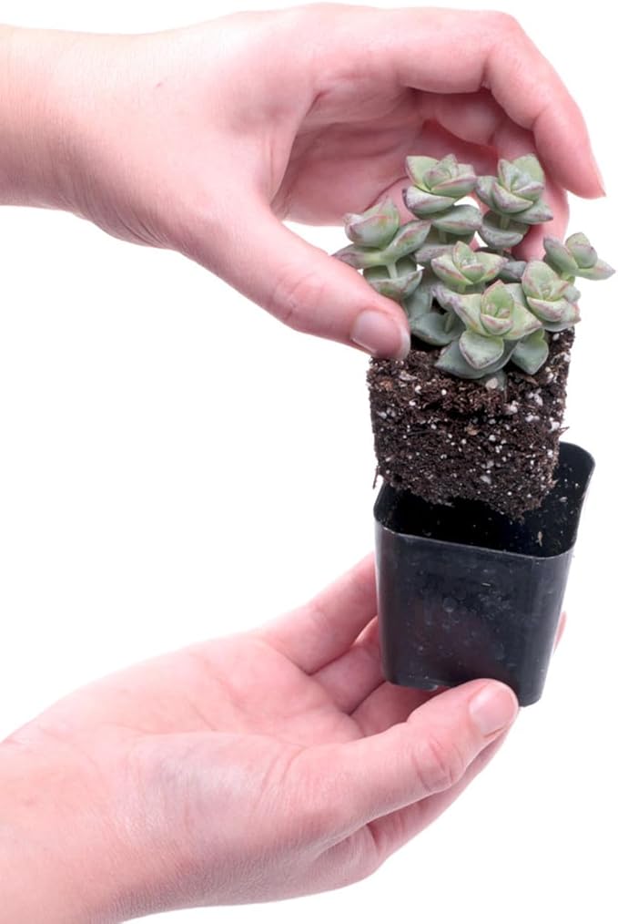 Mountain Crest Gardens Trailing & Strings Succulent Pack - 12 Live Plants in 2 Inch Pots - Real Succulents for Hanging Planters, Home Decor, and DIY Arrangements