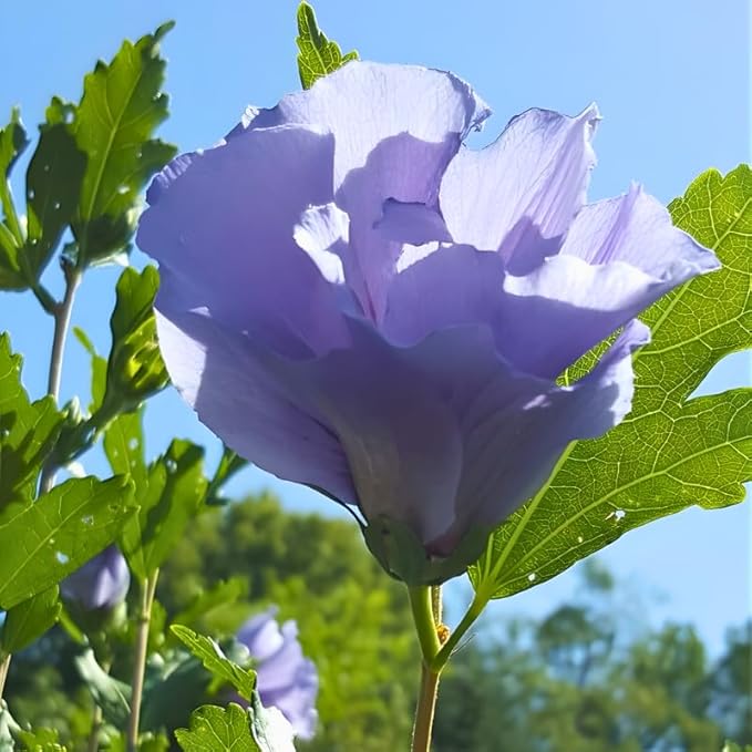 2 Purple Althea Live Plants - Rose of Sharon | 12–18 Inch Tall Flowering Trees | Hardy Hibiscus Shrubs for Outdoor Planting, Landscaping & Garden Beds
