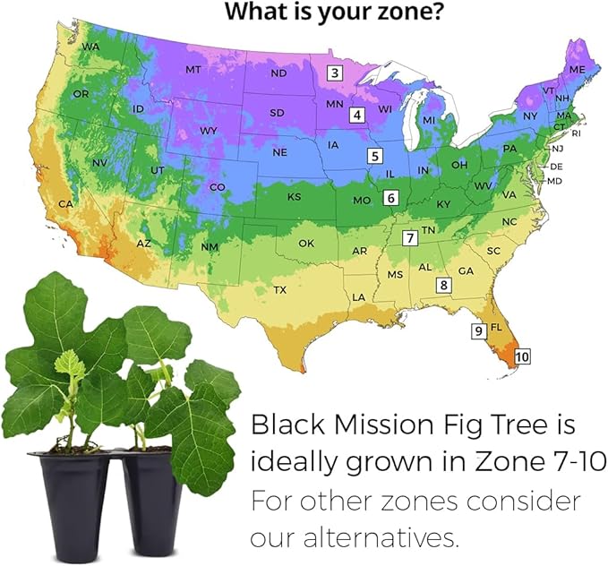 Black Mission Fig Plant (4 Pack) | Live Fruit Plant for Planting | Grow Your Own Sweet & Juicy Figs at Home | Easy to Grow & High-Yielding Tree | Perfect for Fresh Eating, Drying & Organic Gardening