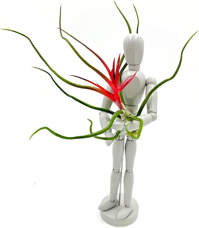 ragnaroc Air Plants - Flowering Tillandsia Bulbosa Belize, Giant 7-9" - 5ct - Live Arrival Guaranteed - House Plants for Home Decor & Gift