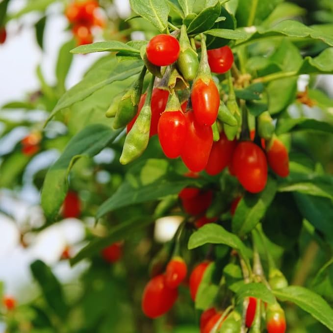 Red Goji Berry Plants Live, Goji Berry Tree Live Plant, 4 Inc Potted, Sweet Fruit Tree Gardening Outdoor