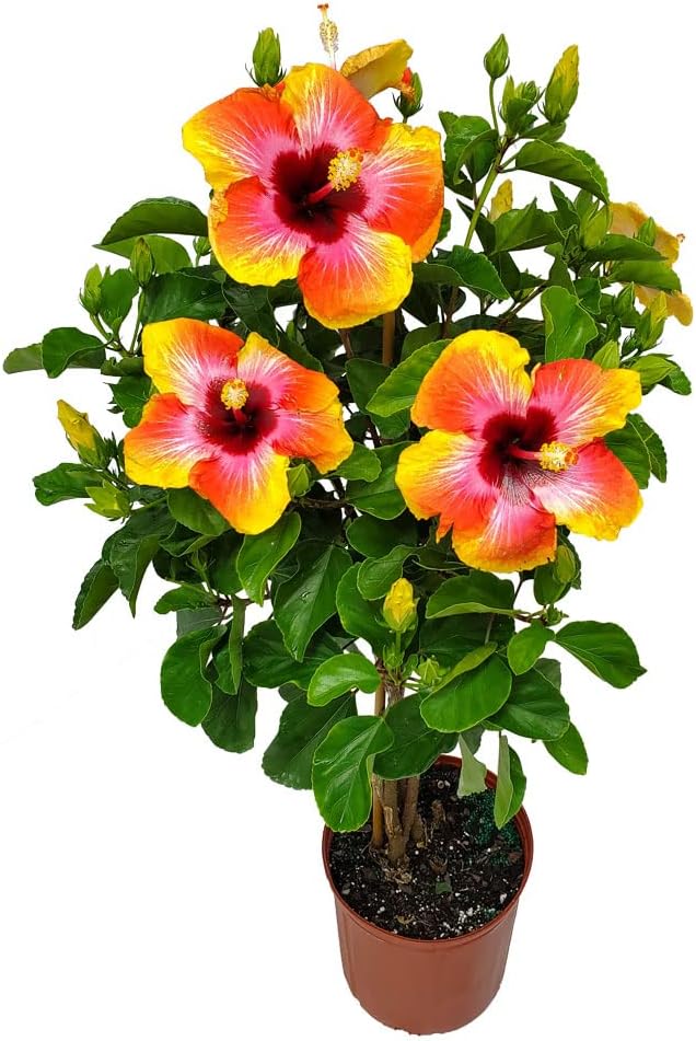 Live Hibiscus Tree Braided Fiesta - Overall Height 34" to 38" - Tropical Plants of Florida (Plant in Growers Planter)