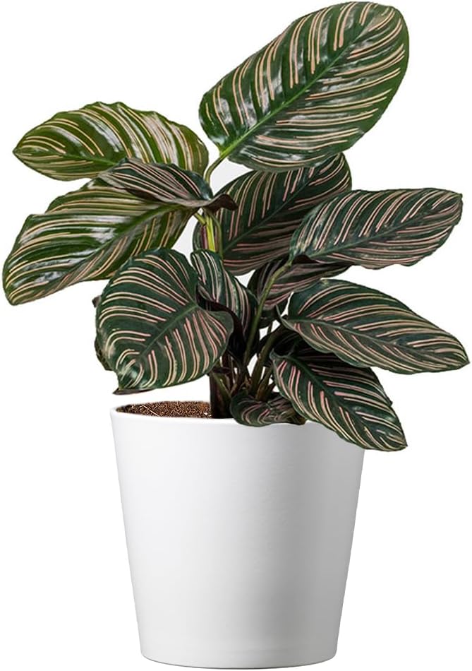 American Plant Exchange Live Calathea Ornata – 6-Inch with Pot Cover – Pet-Friendly Tropical Houseplant with Pink-Striped Leaves for Low Light Homes, Offices & Indoor Décor