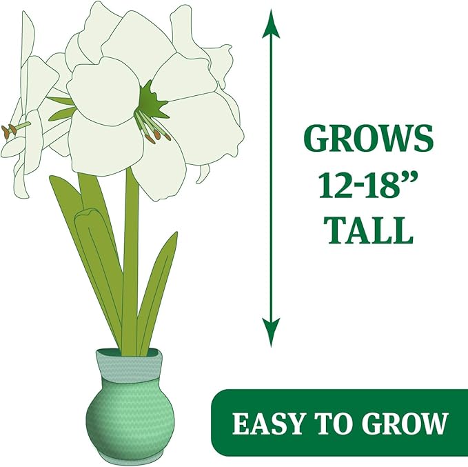 Let Love Grow Sweater Amaryllis Flower Bulb with Stand, No Water Needed, Gift Ready