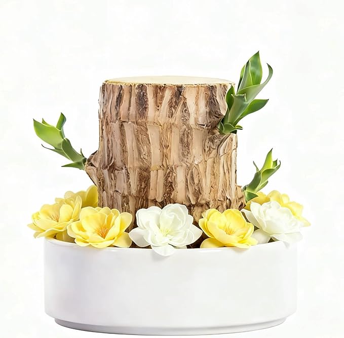 Brazilian Lucky Wood Live Plant | Easy Care Good Luck Indoor Decor | Beginner-Friendly (0-Failure Grow) | Fast Leaf-Growing Feng Shui Wealth Charm (Basic)