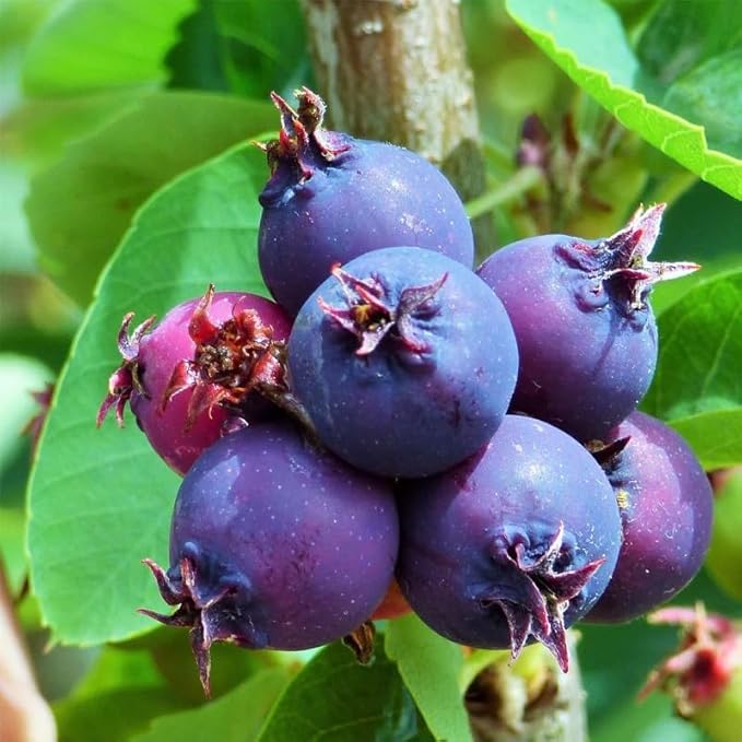 Amelanchier alnifolia c.s. (Saskatoon Serviceberry) Fruit Seeds, Purplish-Black Berries with Sweet Flavor, Seeds by MySeeds.Co, You Choose The Amount (0.25 oz)