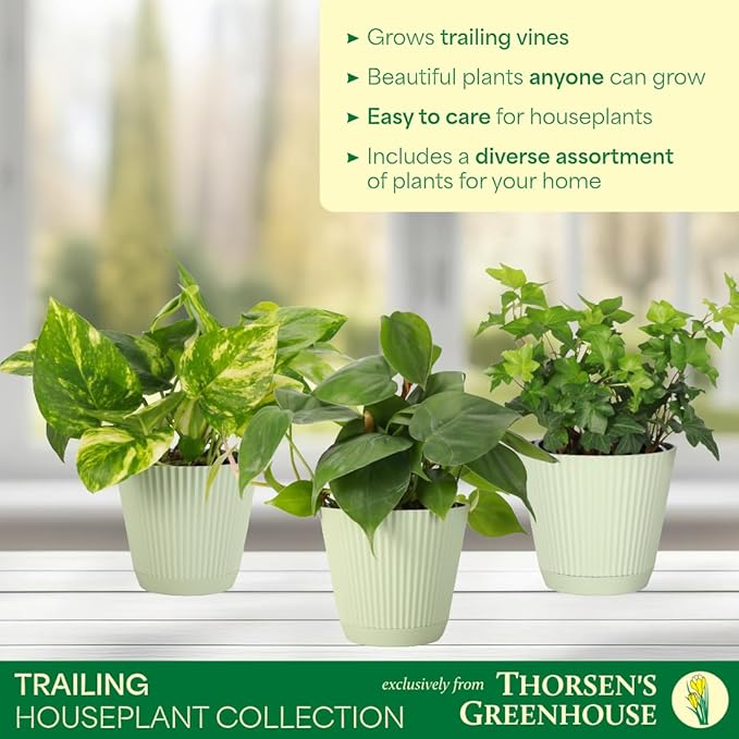 Thorsen's Greenhouse Live Trailing Houseplants (3 Pack), Vining Growth, Easy to Grow Indoor Plants, Grower's Choice Bundle, 4-inch Diameter Established Plants (Sage (3-Pack))