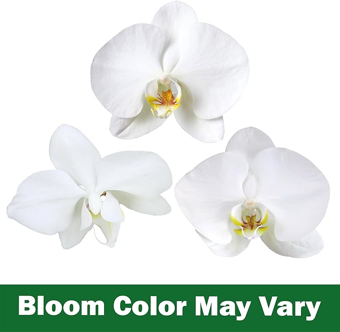 Premium White Live Orchid Plant Blooming in 3.5" Blue & White Orchid Pot, Live Plants, Houseplant Gifts, Approx. 16" Tall, Pet Friendly Houseplants, Phalaenopsis Moth Flower by Plants for Pets