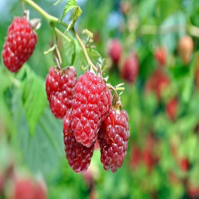 1 Caroline Red - Raspberry Plant - Everbearing - All Natural Grown - Ready for Fall Planting