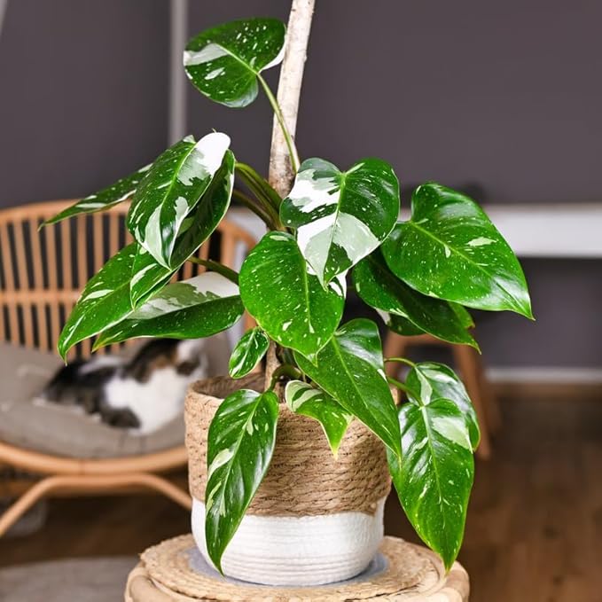 White Philodendron Plant in 4" Pot, Live Philodendron Plant Houseplant for Indoors Garden