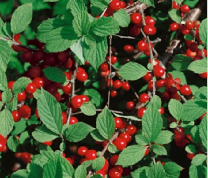 8-16” Tall Nanking Red Bush Cherry 1 Year Old Plant Prunus Tomentosa Cheropugy
